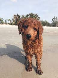 The goldendoodle gained popularity in the 1990's, and breeders soon began developing a smaller goldendoodles by introducing the mini. Curly Red F1b Mini Goldendoodle Puppy At The Beach Mini Goldendoodle Goldendoodle Goldendoodle Puppy