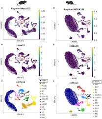 Characterization of naked mole‐rat hematopoiesis reveals unique stem and  progenitor cell patterns and neotenic traits | The EMBO Journal