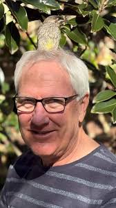 Having rescued this fledgling tail-less wattlebird from a pool enclosure,  he/she took a fancy to my presence and hopped all over me while mum and dad  hovered nearby. Turned out he/she could only fly ...