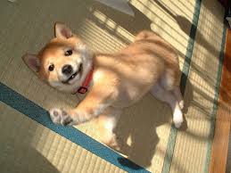Korean Jindo Dog Information Picturs Puppies Dogexpress