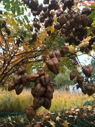 Koelreuteria Paniculata Ou Savonnier Est Un Arbre De La Famille Des Sapindacees Originaire De Chi Arbre Ornemental Savonnier Arbre Plantes Sauvages Comestibles