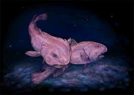 The 11 Weirdest Fish