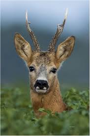 Mister Roe Deer Roe Deer Animals Beautiful Animals