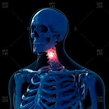 The spinal column is the body's main upright support. Neck Bones Stock Photos Offset