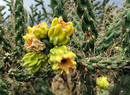 Image result for Opuntia imbricata