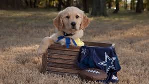 Golden retriever puppy for sale, gemma labrador retriever australian cattle, labrador Meet Dak The Puppy Training To Assist A Military Veteran Suffering From Ptsd Ktvb Com