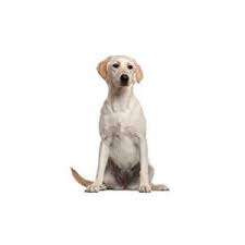 Maybe you would like to learn more about one of these? Labrador Retriever Puppies Pittsburgh Pa Petland Robinson