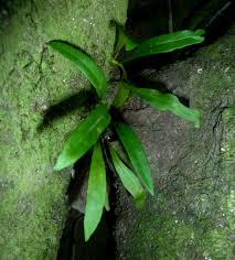 Image result for Pleopeltis macrocarpa