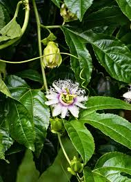 Image result for Passiflora edulis