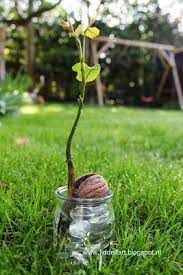 We did not find results for: 17 Walnuts Ideas Walnuts Walnut Recipes Walnut