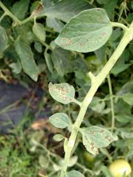Image result for Septoria leaf spot of tomato