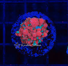 We did not find results for: Bouncing Red Devil Mushroom Korallen Schatze