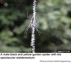 See full list on sfyl.ifas.ufl.edu Black And Yellow Garden Spider Nc State Extension Publications