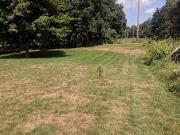 Grow quicker, thicker, greener grass. Do I Apply Fungicide To My Entire Lawn Or Just Around The Diseased Area Lawncare