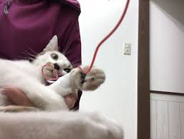 The site owner hides the web page description. è£çœ‹æ¿çŒ«ã¨mds éª¨é«„ç•°å½¢æˆç—‡å€™ç¾¤ é¢¨ã®å‹•ç‰©ç—…é™¢ã®ãƒ–ãƒ­ã‚°