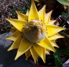 Image result for Lotononis laxa