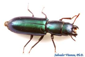 Image result for Tridactyle virgula