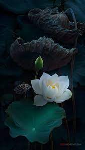 Idei Dizajna I Krasoty V Instagram Idei Dizainaikrasoti Lotus Flower Pictures Flower Painting Flower Art
