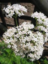 14 Best Houseplants For A Restful Sleep Plants Medicinal Herbs Growing Herbs
