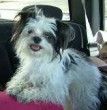 Black And White Shih Tzu Dachshund Mix Image Result For Papillon Shih Tzu Mix Catahoula Leopard Dog Dogs And Puppies Dogs
