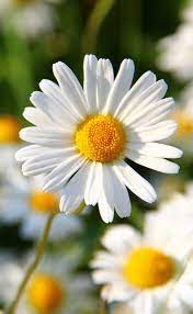 The 35 Best Flower Photos Mostbeautifulthings Amazing Flowers Flower Photos Most Beautiful Flowers