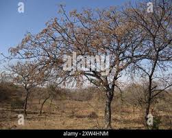 Image result for Kirkia