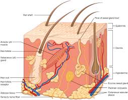 5 1 layers of the skin anatomy and physiology