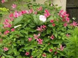 'duchess of albany' is pruned as group 3. Pin On House Design
