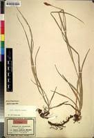 Image result for Carex steudneri