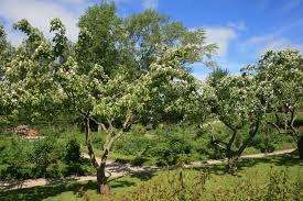 Der apfelbaum ist daher der klassische obstbaum in deutschen gärten. Pin Auf Emil Nolde