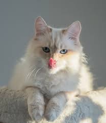 How much does a birman cost? The Birman Cat Breed A Complete Guide By The Happy Cat Site