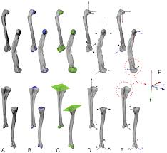 Mustafa khattab, the clear quran. How To Build A Dinosaur Musculoskeletal Modeling And Simulation Of Locomotor Biomechanics In Extinct Animals Paleobiology Cambridge Core