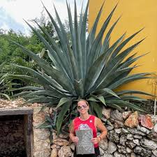 Image result for Agave
