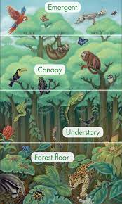 Maybe you would like to learn more about one of these? Time For Kids Welcome To The Rain Forest