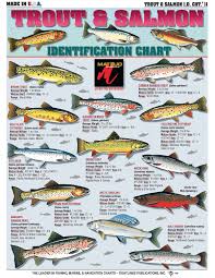 How To Identify Freshwater Species Shad Perch Walleye