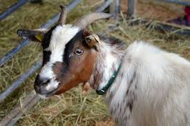 Adapun pembahasan tentang modal ternak kambing pemula sebesar rp9.000.000 dengan estimasi atau rincian sebagai berikut: Cara Ternak Kambing Potong Secara Modern Dan Menguntungkan Artikel Pertanian Terbaru Berita Pertanian Terbaru
