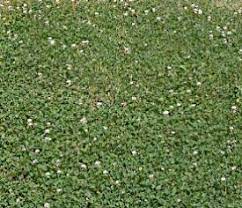 Is clover dense enough to crows out weeds? Pipolina Micro Clover Seeds 6737 Osc Seeds