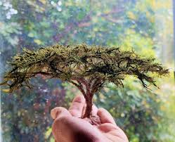 Image result for Acacia tortilis