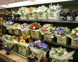 Krızantem hangı çıçegın dıger adıdır? Kasimpati Krizantem Cicegi Anlami Ve Bilinmesi Gerekenler Cicek Bilgini