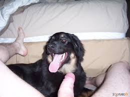 Dog Giving Blowjob – Telegraph