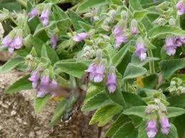 Image result for Nemesia lilacina