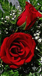 Maybe you would like to learn more about one of these? Google Beautiful Red Roses Beautiful Rose Flowers Beautiful Roses