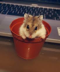 Planted A Seed And Grew A Becky Https Ift Tt 2hvfj81 Hamster Cute Animals Fluffy Animals