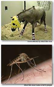 Dit eerstelijns westnijlvirus heeft mutaties doorgemaakt. West Nijl Virus Wnv Paardenkliniek De Veluwe