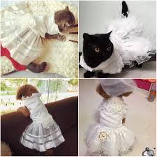 We did not find results for: Braut Kostum Luxus Prinzessin Katze Hund Hochzeitskleid Katze Kleid Puppy Rock Kleidung Haustier Tutu Rock Dog Wedding Dress Dog Weddingdress Puppy Aliexpress