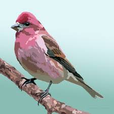 Purple Finch