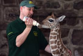 5 High Paying Jobs Perfect For People Who Want To Work With Animals Work With Animals Animal Scientists Animal Companions