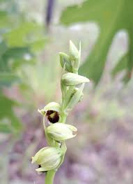 Image result for Orthochilus