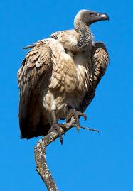 Majestic Vultures Set To Vanish From Europe Skies As Calls For Deadly Medicine Ban Ignored Pet Birds Raptors Bird Beautiful Birds