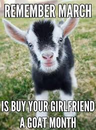 March Is Buy Your Girlfriend A Goat Month Goats Cute Goats Goats Funny